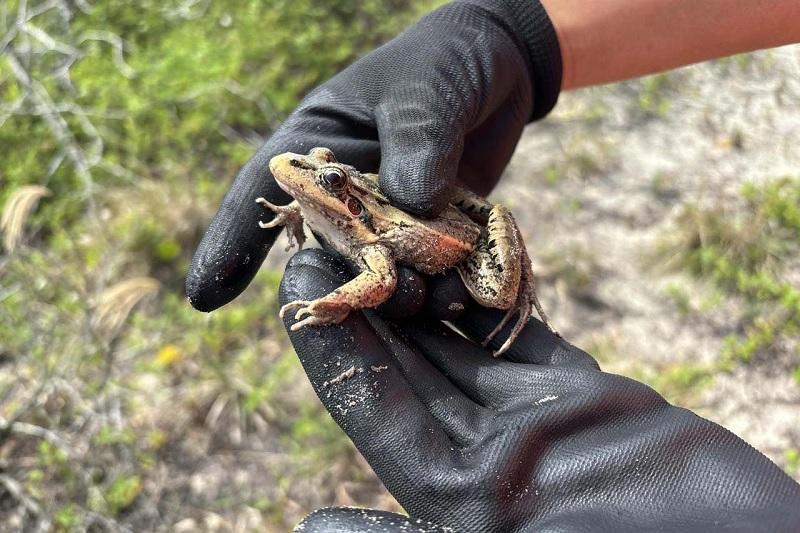 Monitoramento ambiental garante requalificação da orla de Pontal