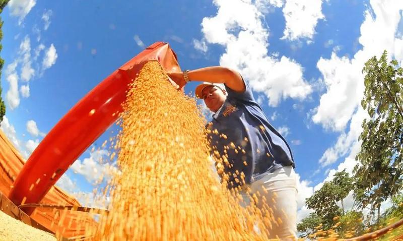 Safra de grãos do Brasil pode alcançar 353,4 milhões de toneladas