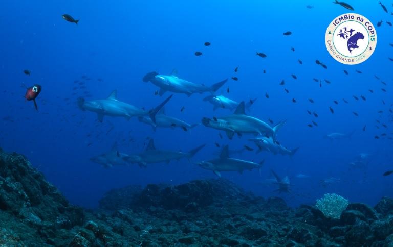 COP 15:Brasil quer incluir animais na lista internacional de proteção