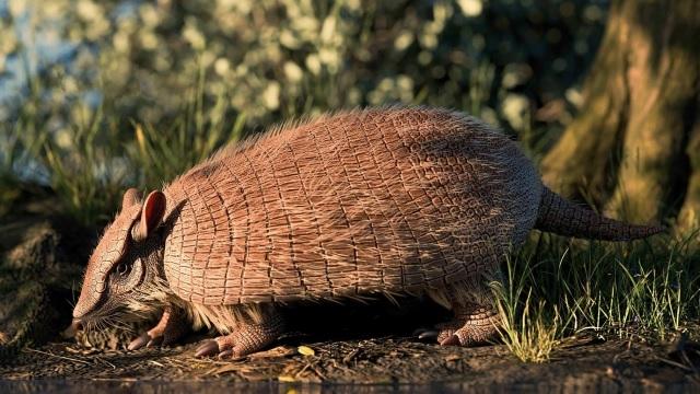 Curitiba guarda história de milhões de anos