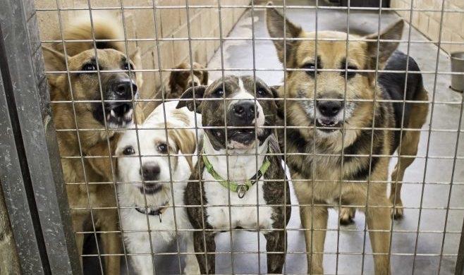 Comissão aprova demissão por justa causa  por maus-tratos contra animais