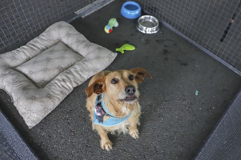 Amigo Bicho terá orientações sobre a Lei Lili e microchipagem gratuita