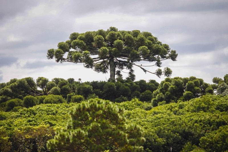 preservar a araucária em Curitiba? Participe do Pinhão Curitibano