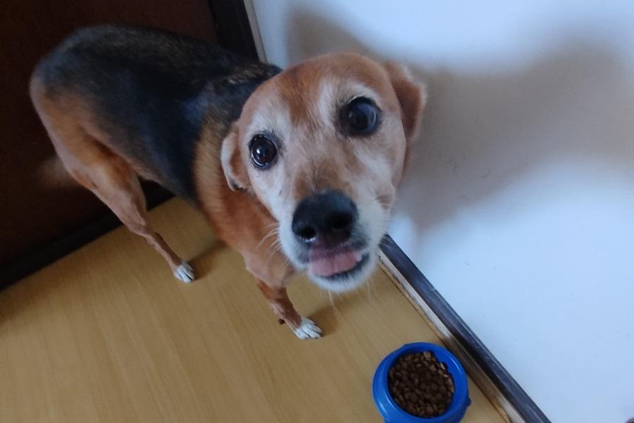 Cachorro Caramelo: o símbolo de um Brasil acolhedor, inteligente e cheio de afeto