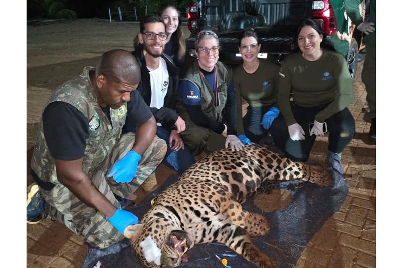 Paraná. IAT captura onça-pintada em Mandaguari