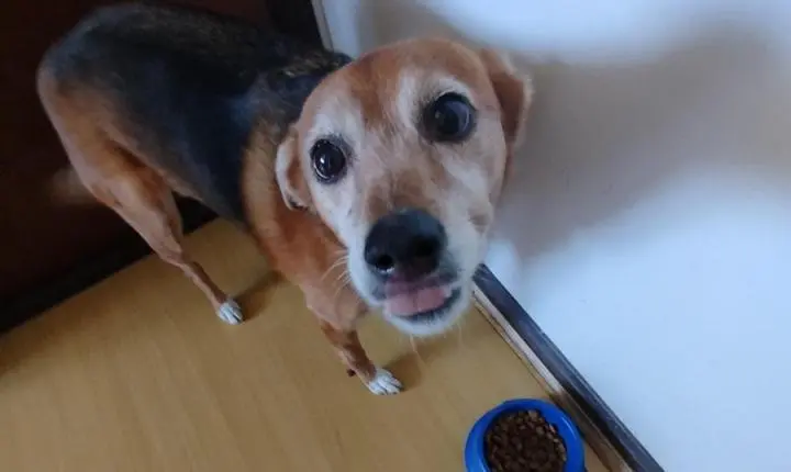 Cachorro Caramelo: o símbolo de um Brasil acolhedor, inteligente e cheio de afeto