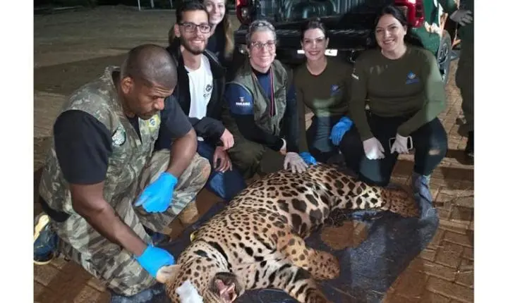 Paraná. IAT captura onça-pintada em Mandaguari