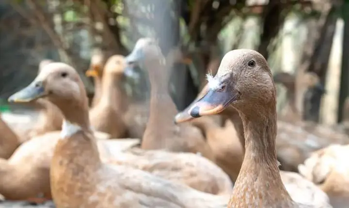 Sancionada lei que proíbe produção e comercialização de foie gras